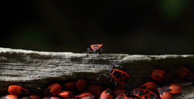 fila de hormigas rojas en word
