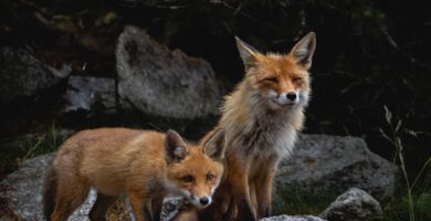 contenido de fox