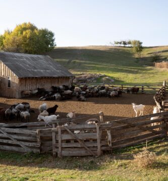 granja de pedernal