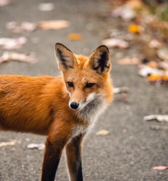 fox+ canales