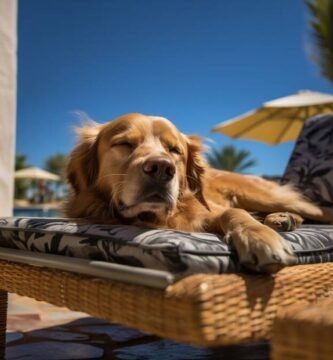 hotel para perros cancun