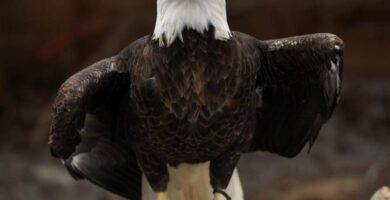 american eagle facturacion