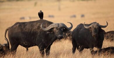 diferencia entre bufalo y bisonte