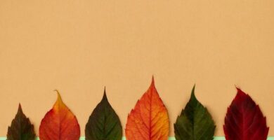 lineas del tiempo con hojas de color